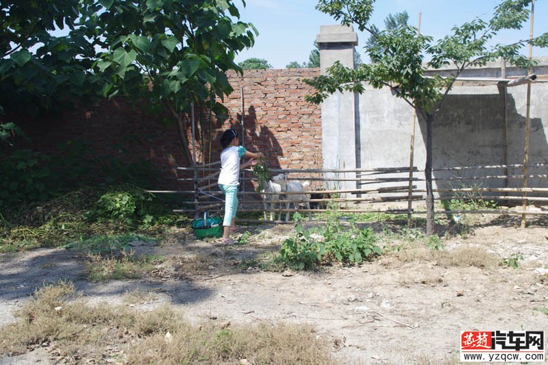 院子里还养着羊 呵呵以后可以烧烤了