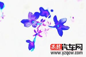 迎春花