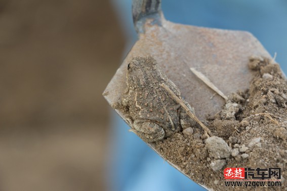 哈哈，雨后随处可见的小蛤蟆