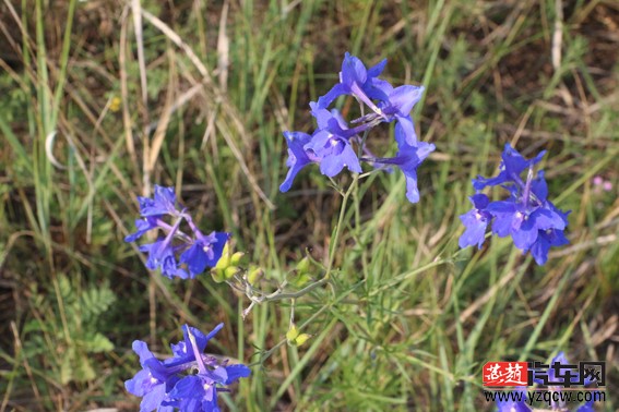 路边的野花