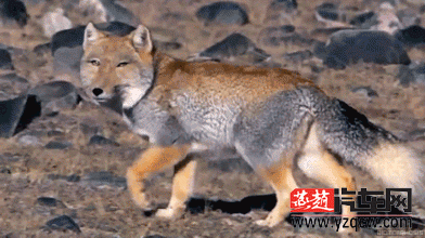 QQ图片20150610163554.gif